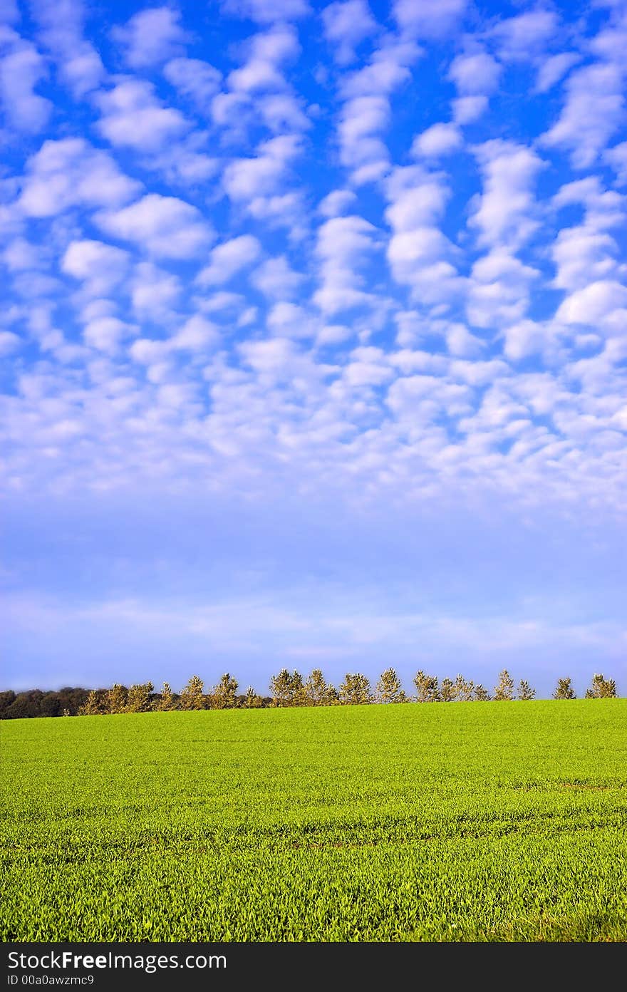 Green field in early spring