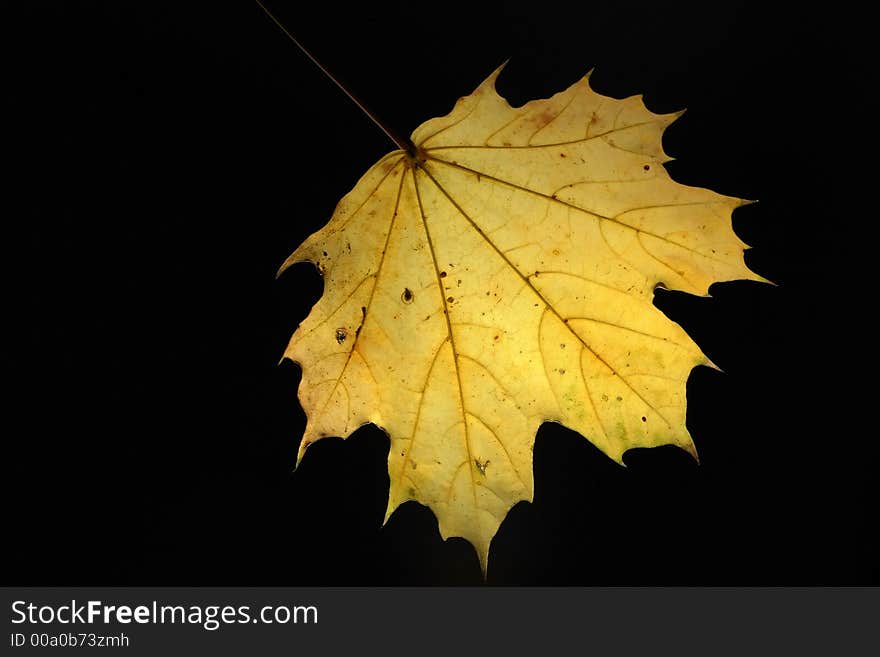 Yellow maple leaf isolated on black