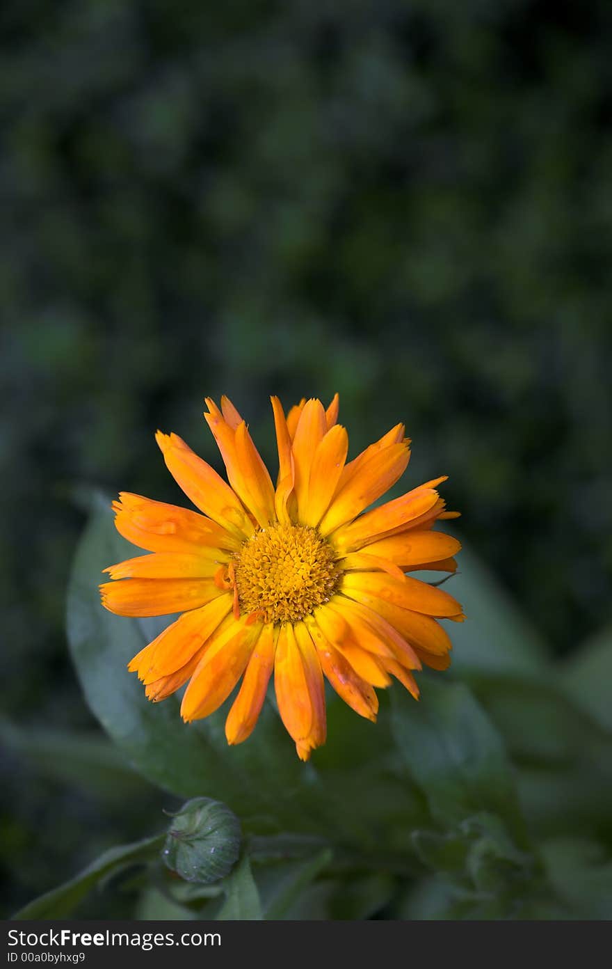 Orange flower on green background