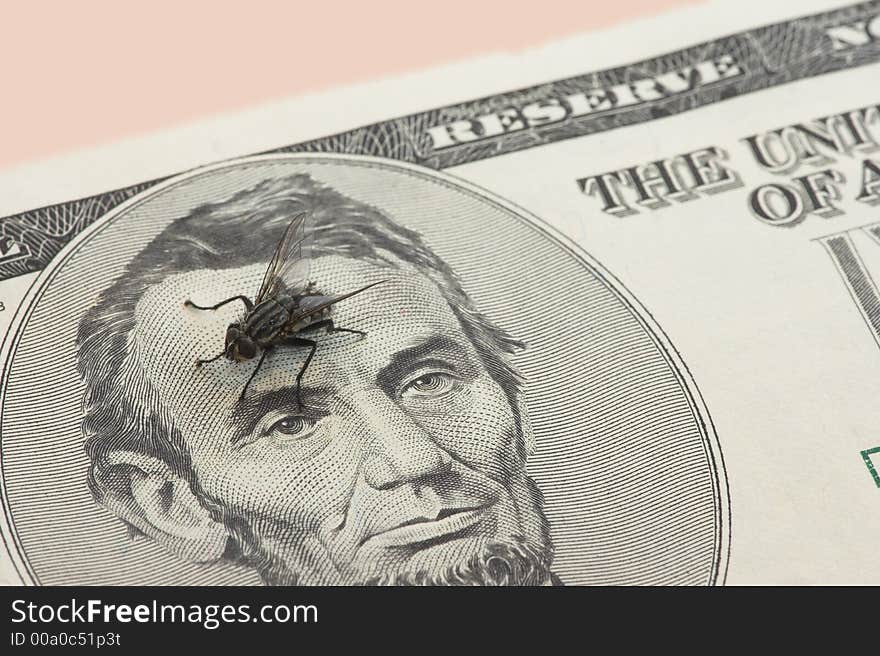 A fly on a dollar bill