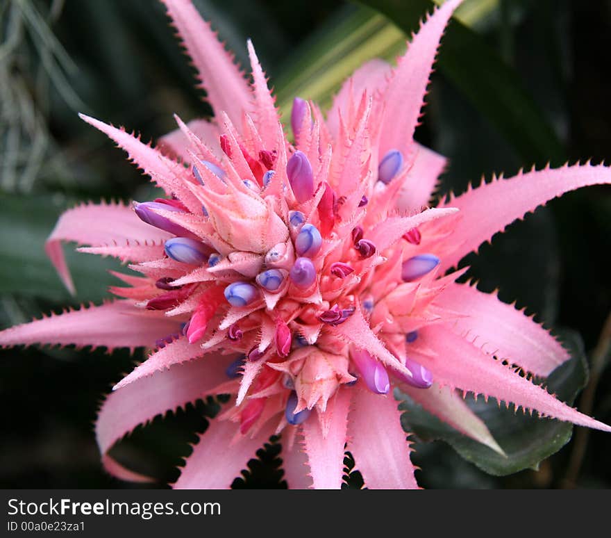 Spikey Purple Plant