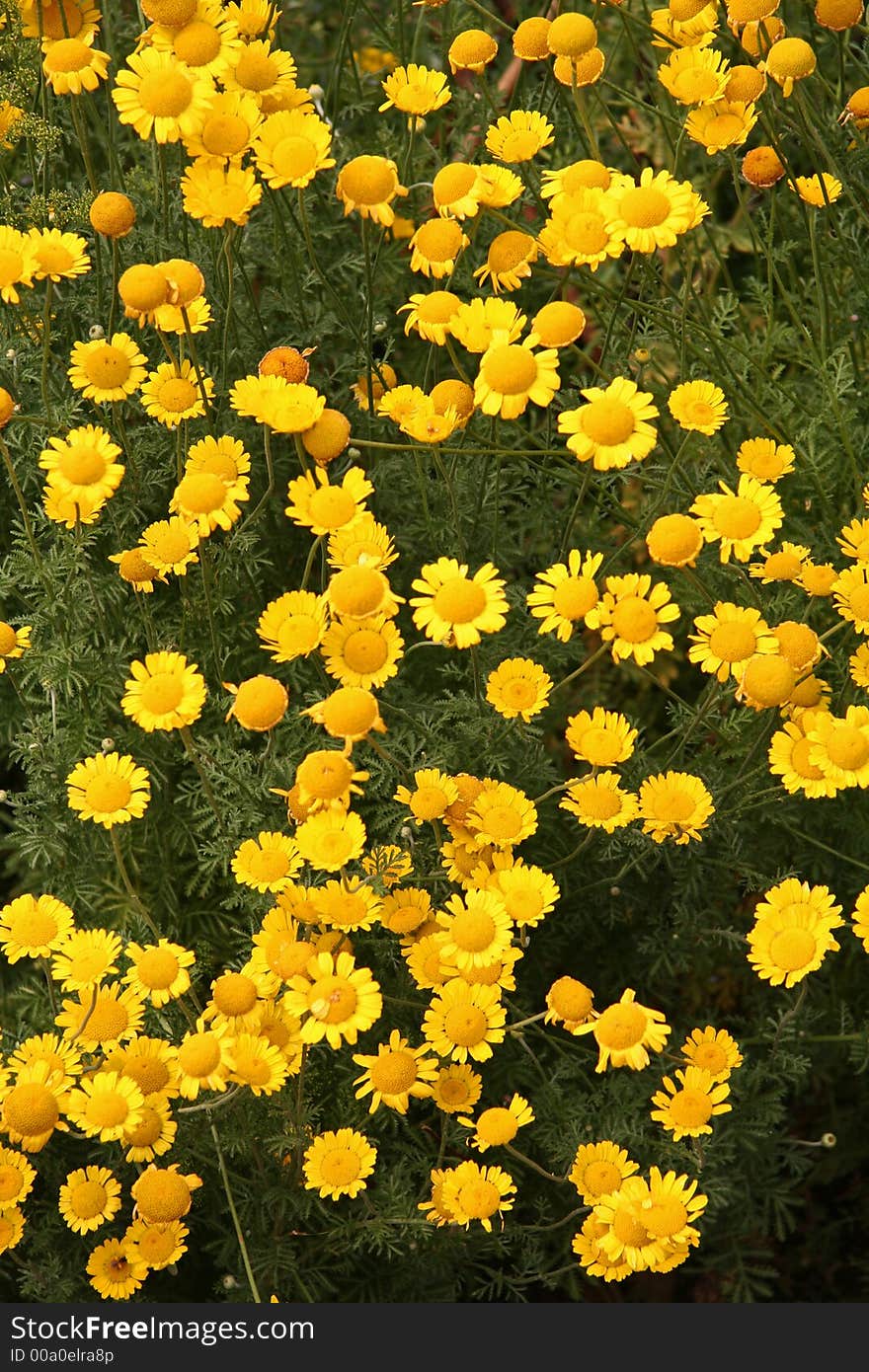 Yellow Flower Field in Lush Green Garden