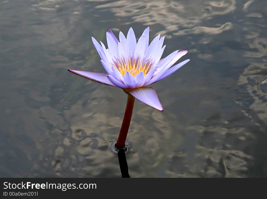 Blue Water Lilly in Pond