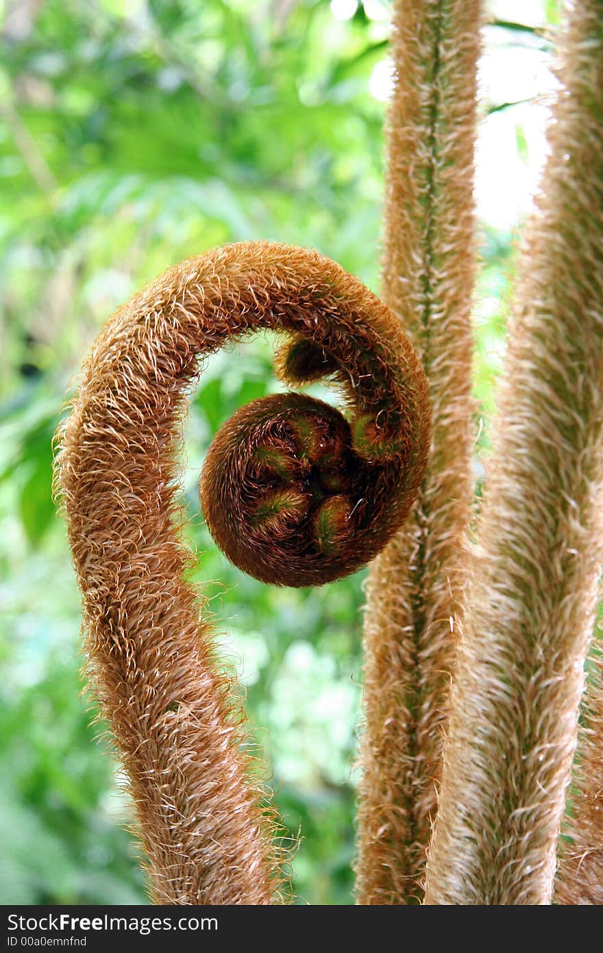 Curly Plant Stem in Lush Green Garden