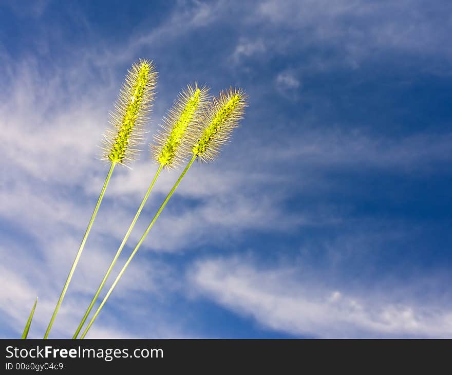 Grass Seeds