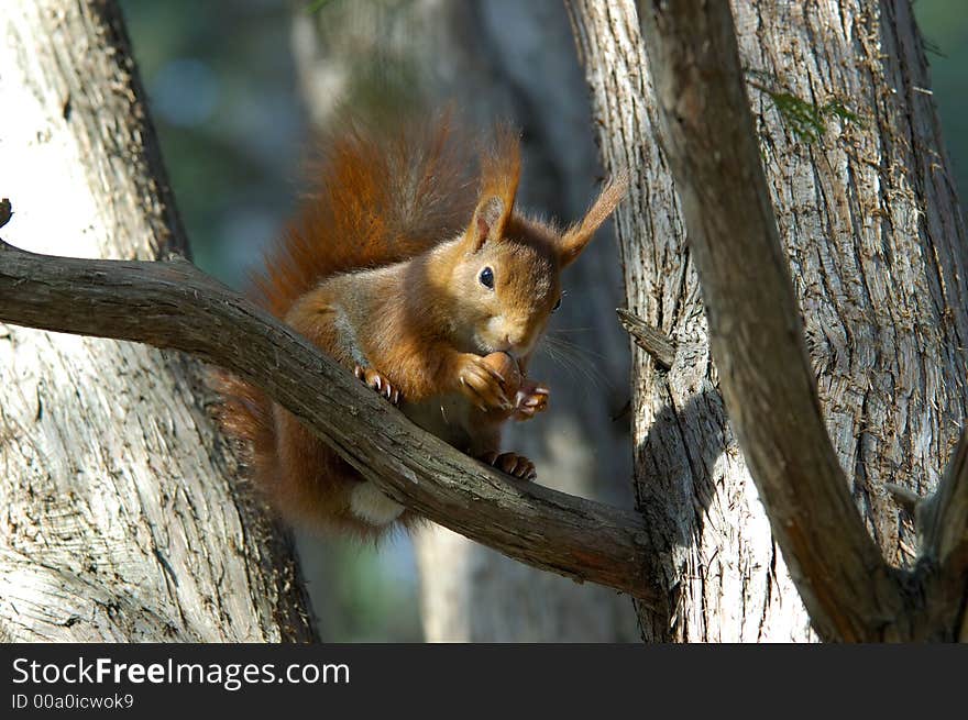 Red squirrel on a branch