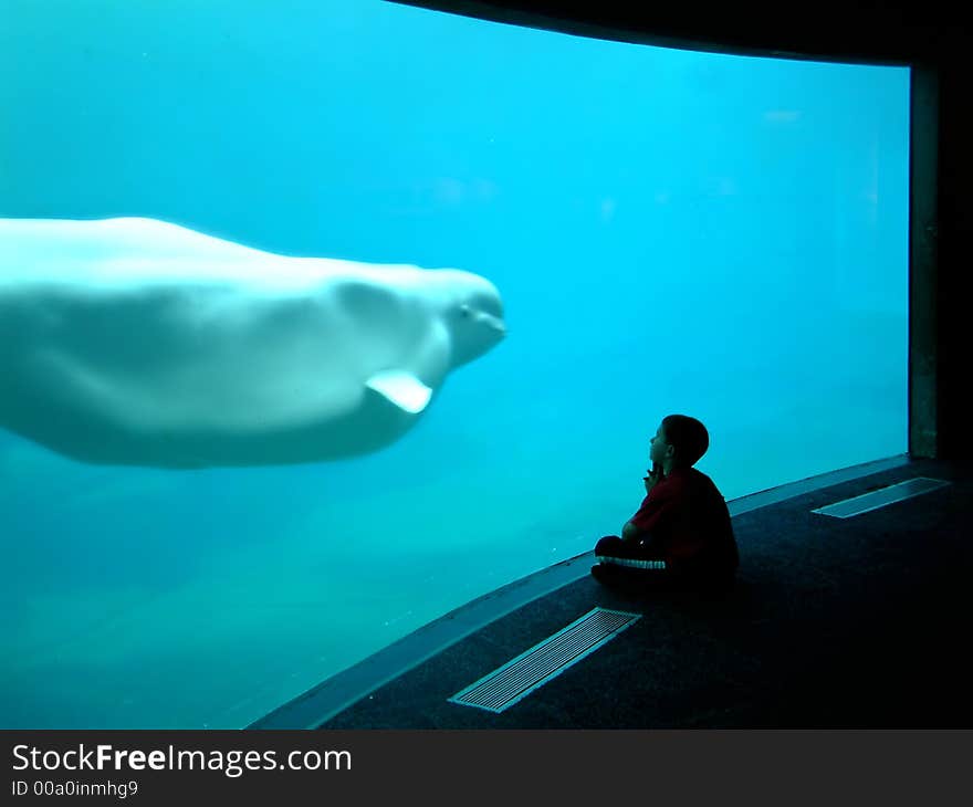 Little boy watching beluga in an aquarium