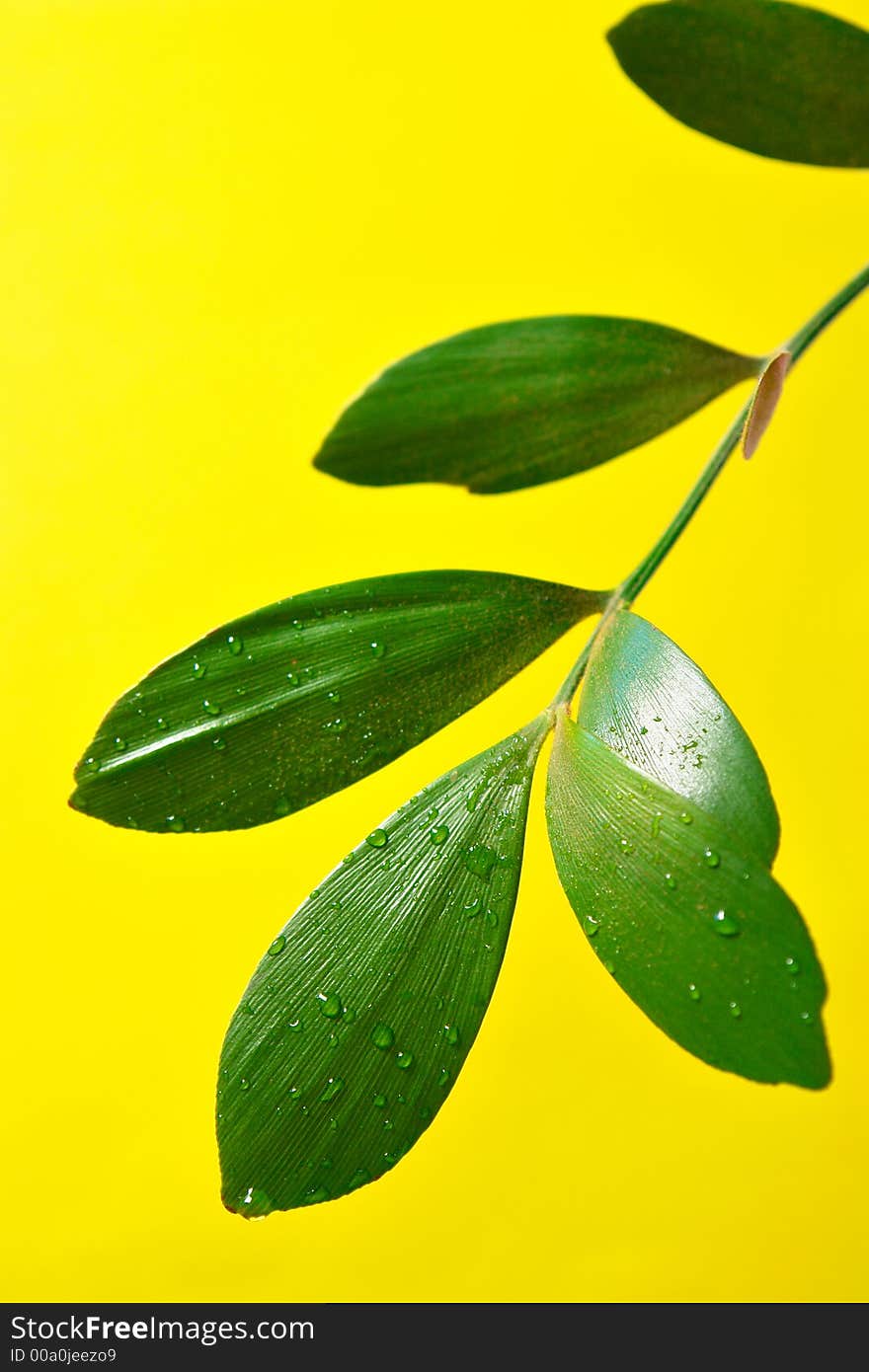 Green leaves with water drops. Green leaves with water drops