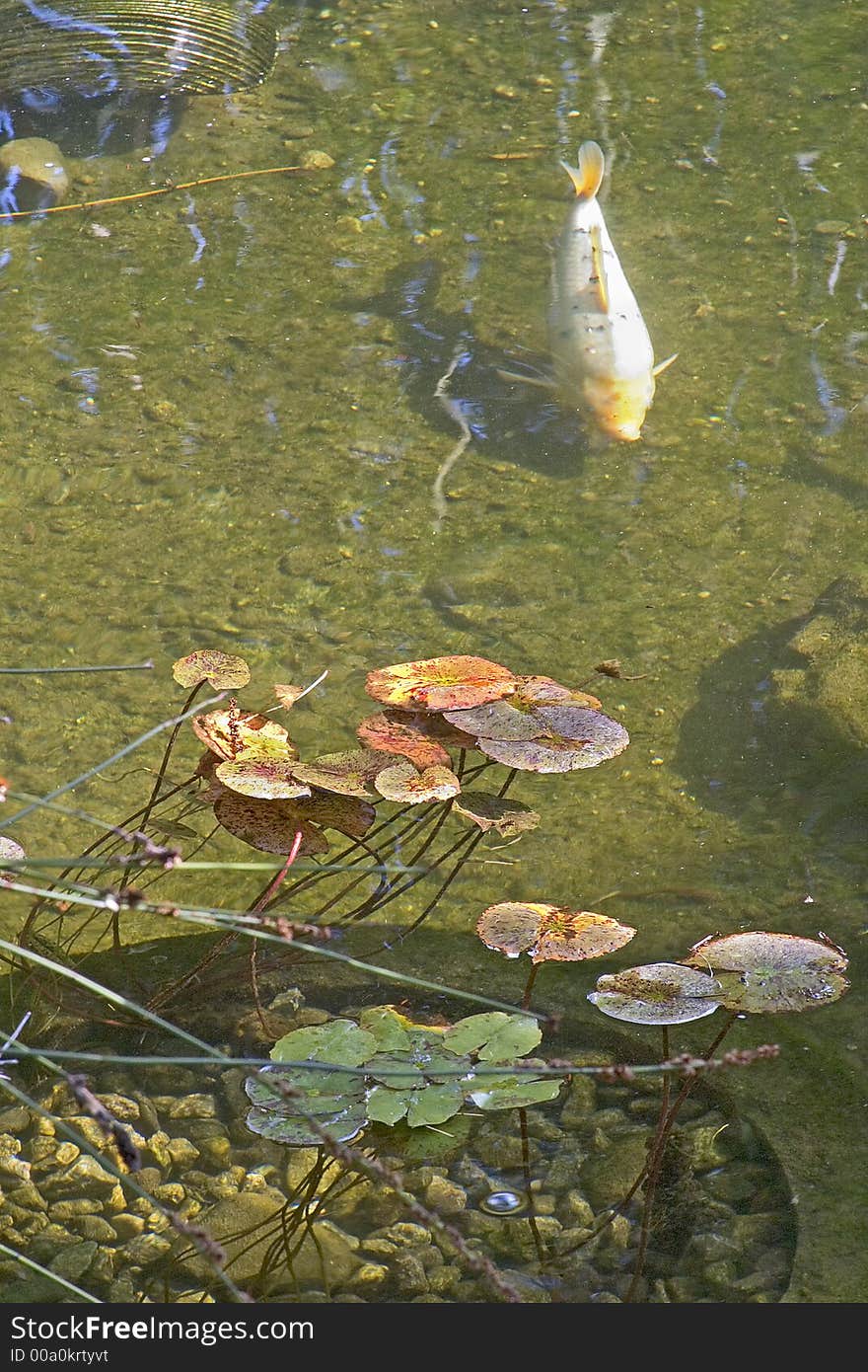 Swimming Koi