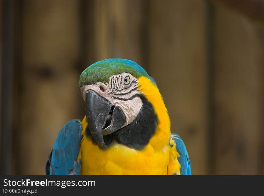 Macaw Head