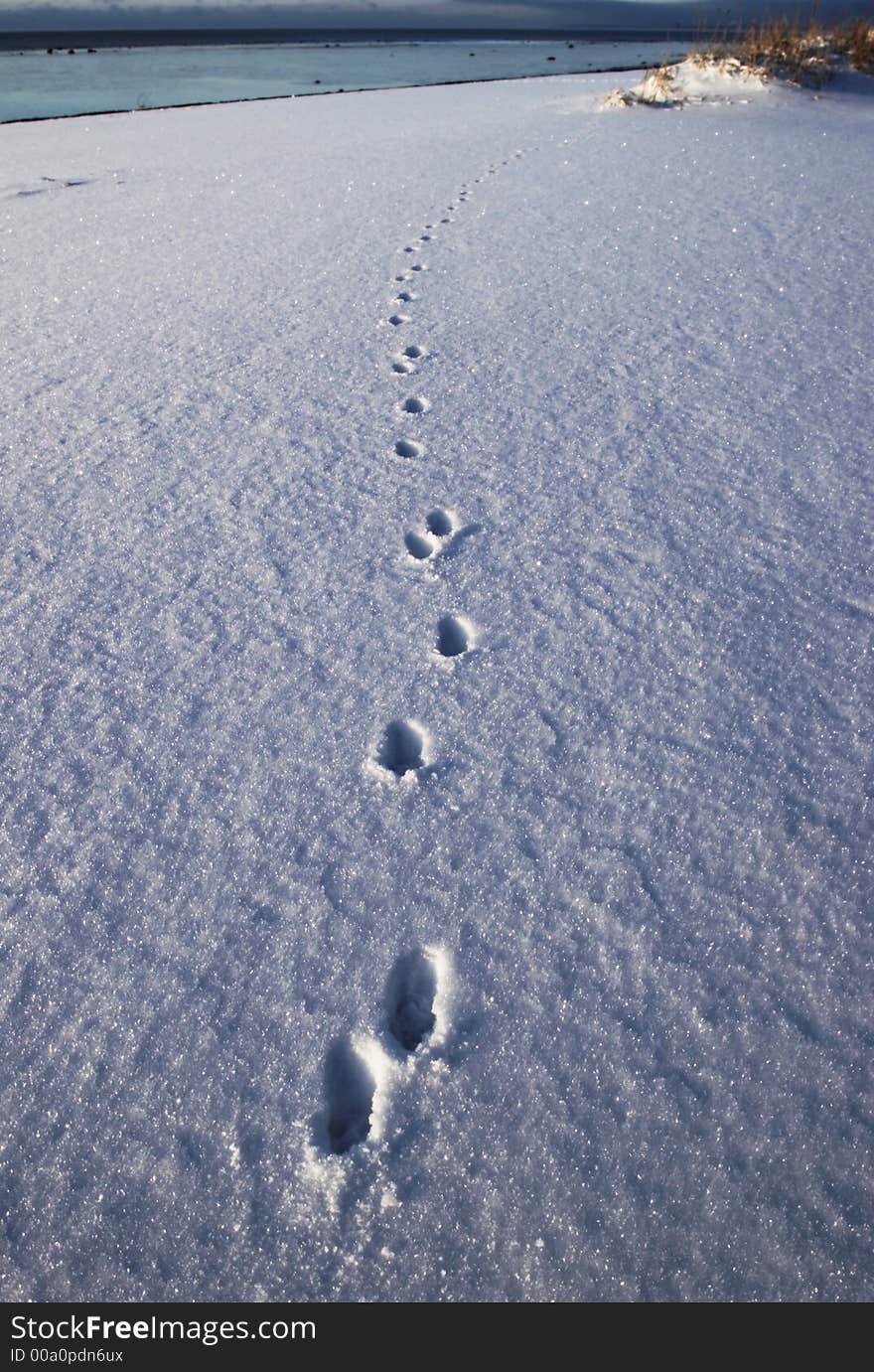 Trace of an animal on coast of a gulf