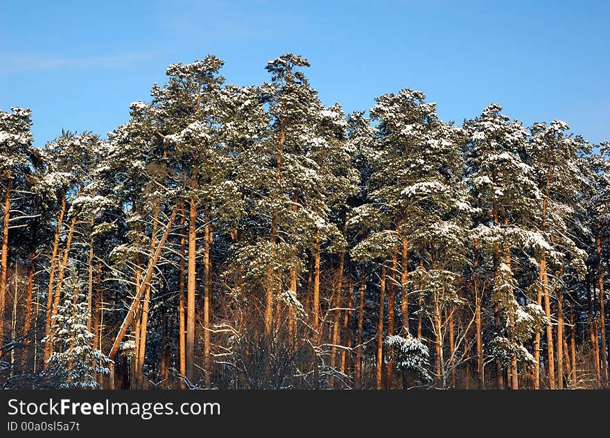 Winter  landscape in snowy forest