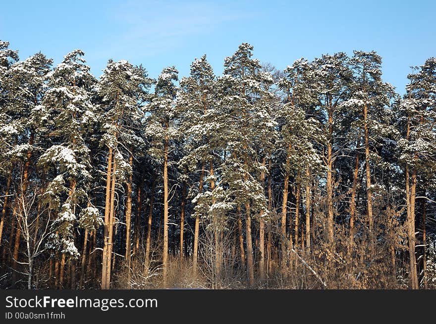 Winter landscape in snowy forest. Winter landscape in snowy forest