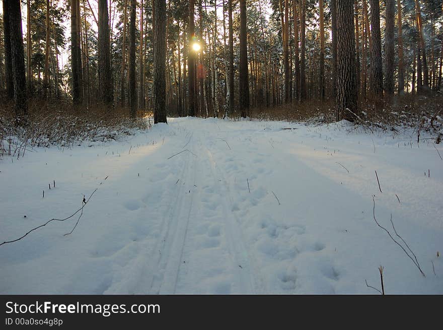 Winter  landscape in snowy forest