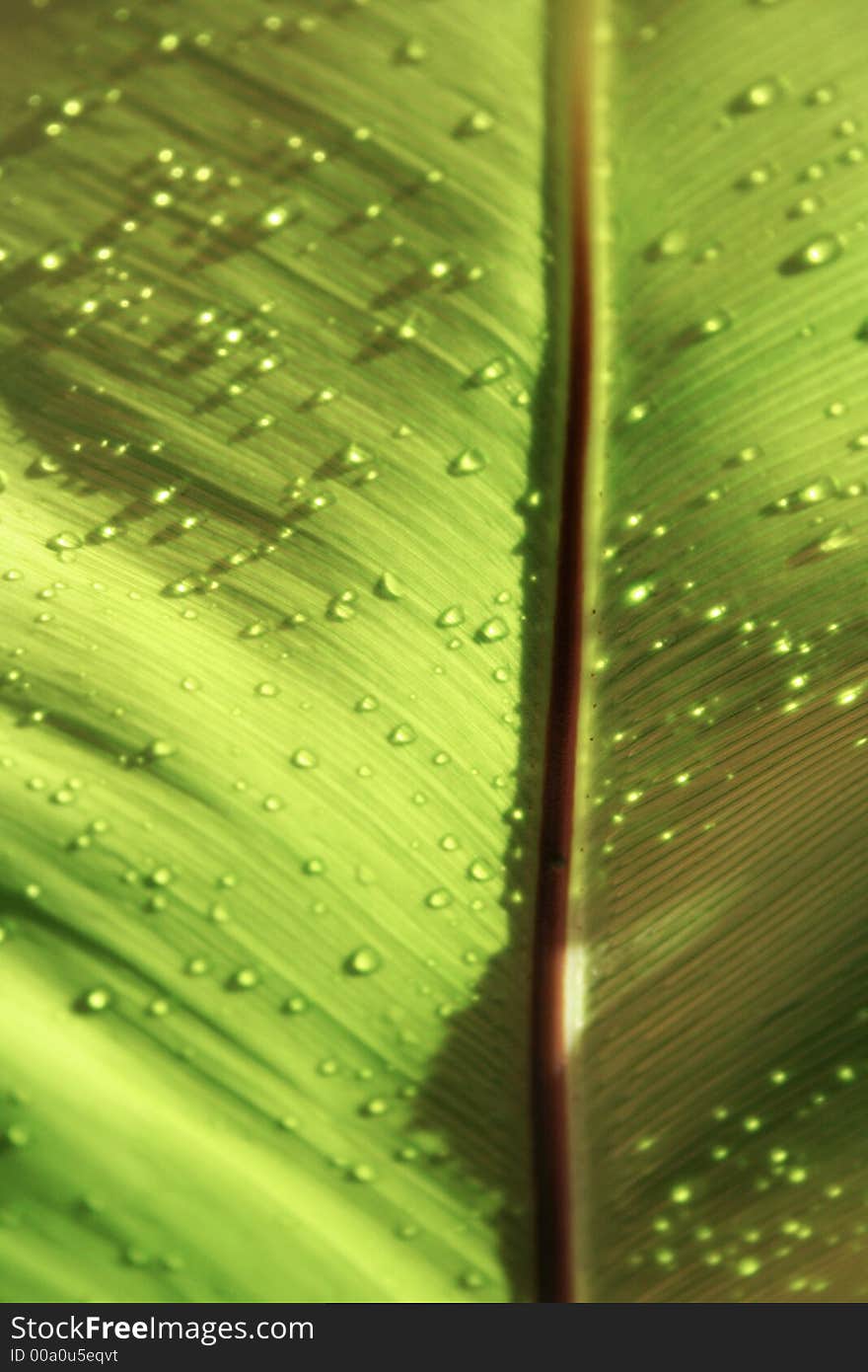 Drops on leaf