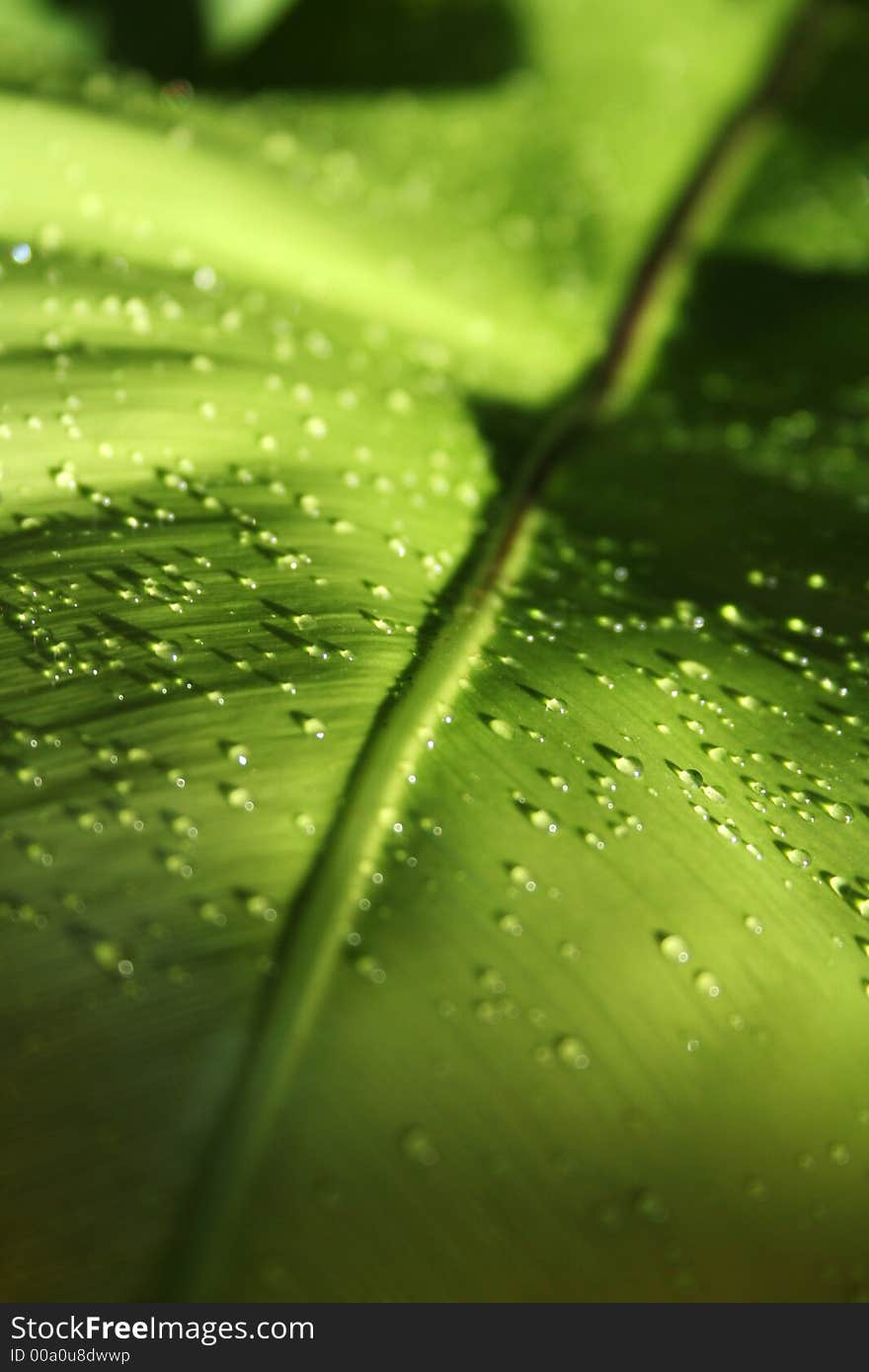 Drops On Leaf