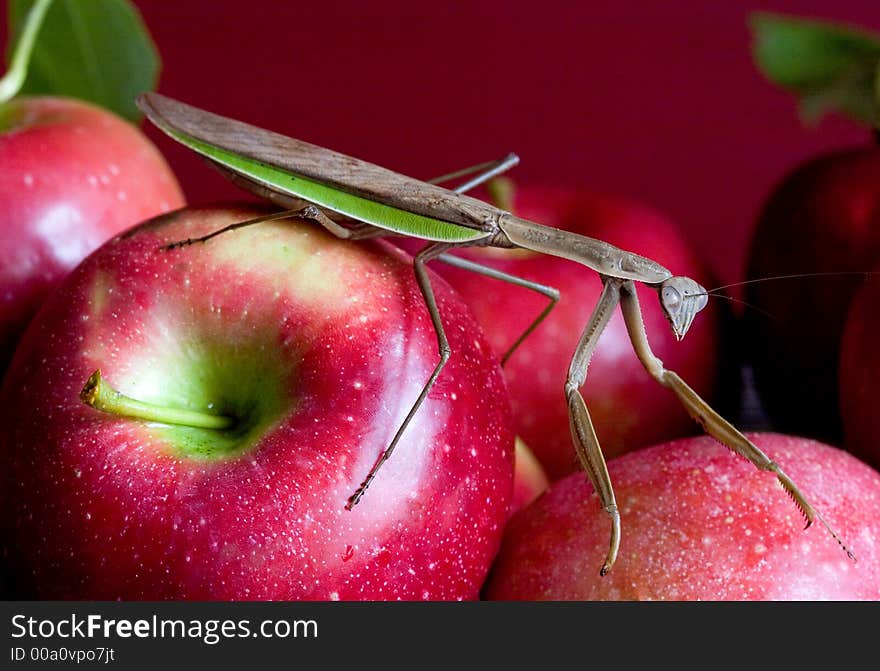 A praying mantis on freshly picked apples. A praying mantis on freshly picked apples