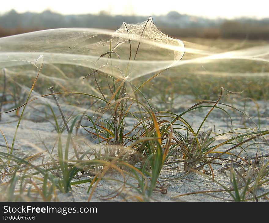 Spider web on grassy dune late autumn