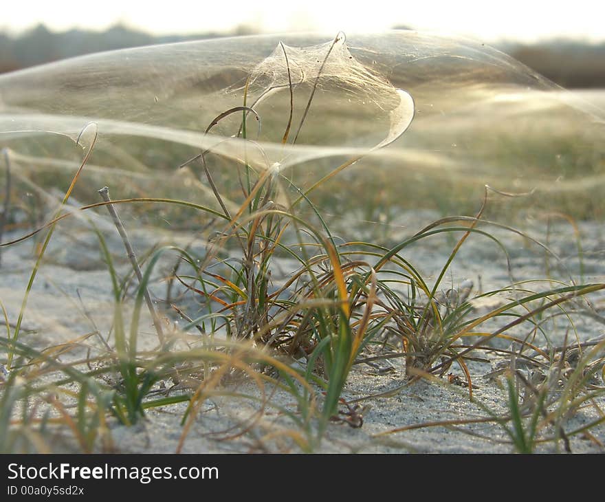 Spider web on grassy dune late autumn