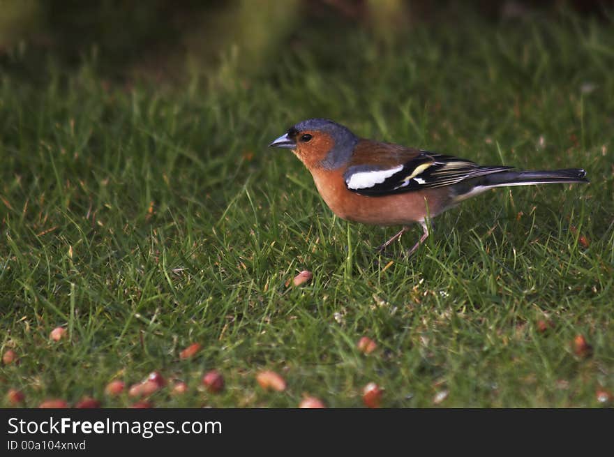 A Chaffinch feeding on the ground on spilt nuts from a feeder.