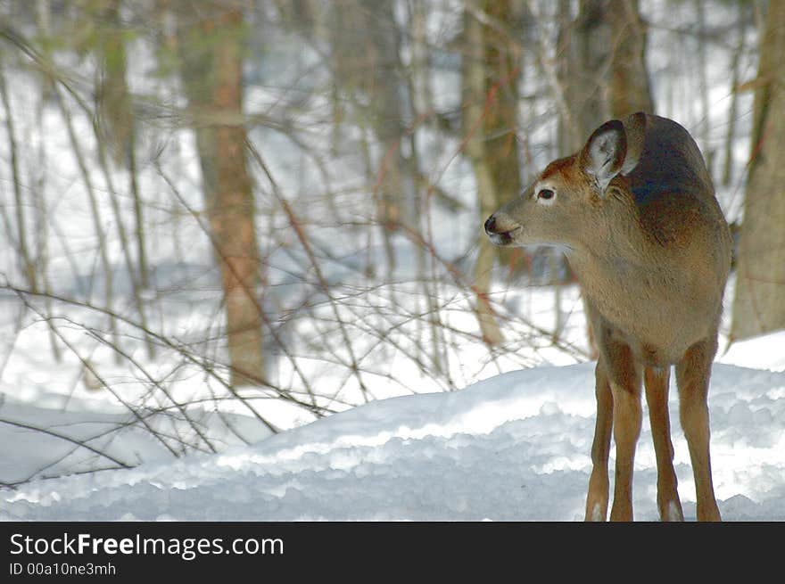 White-tailed Deer