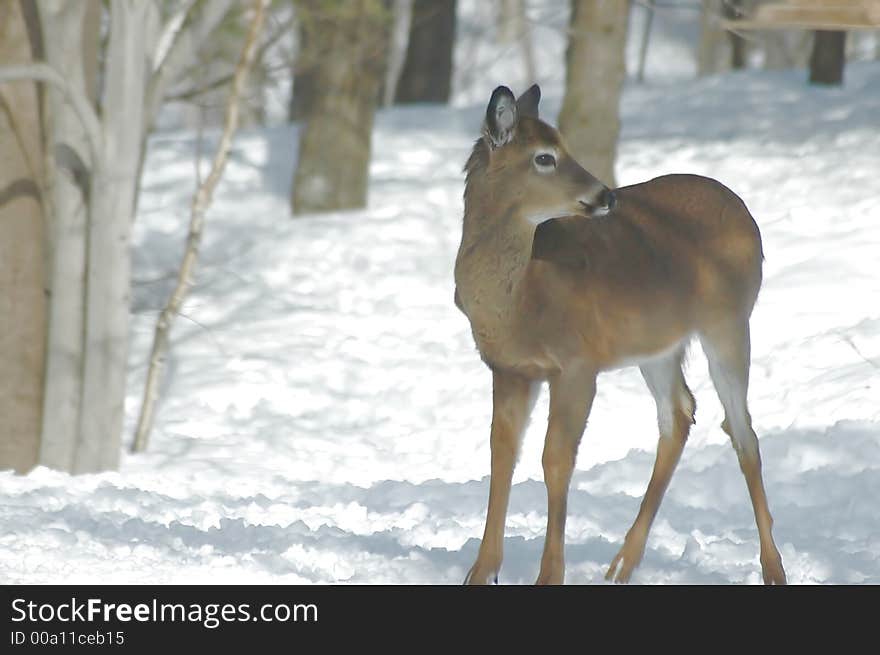 White-tailed Deer