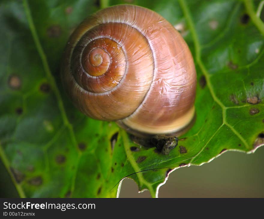 Snail on a green leaf