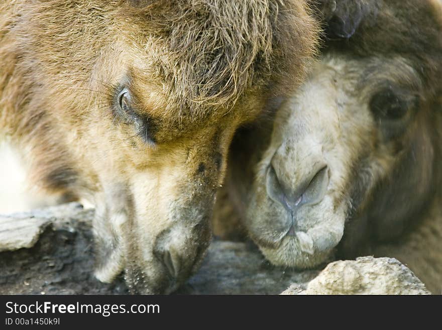 Close-up of heads of two camels in a park