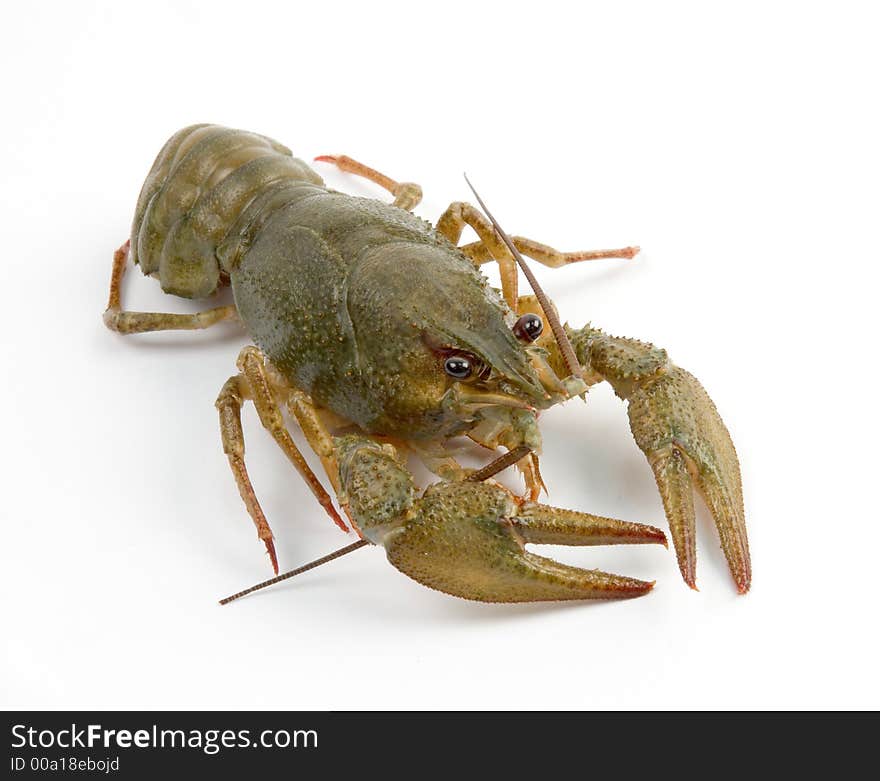 Red and gray crayfish against white background