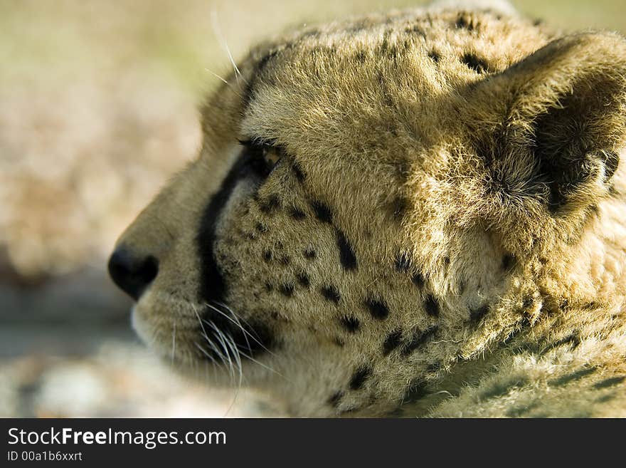 Close up of a cheetah profile