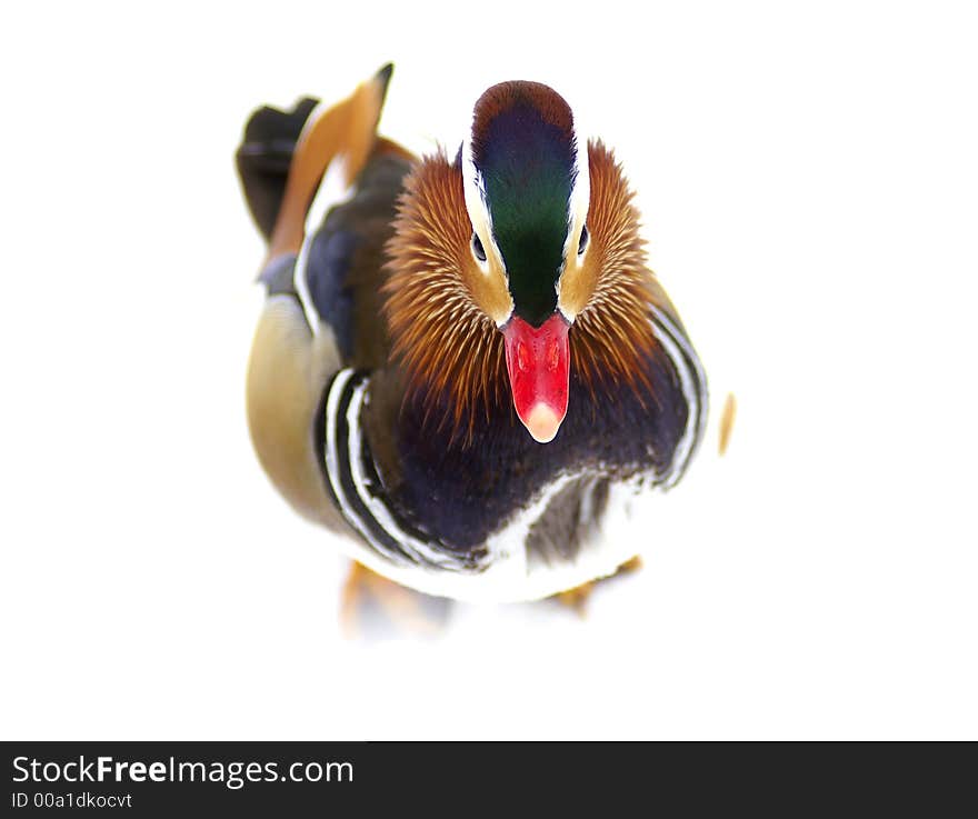 Mandarin duck