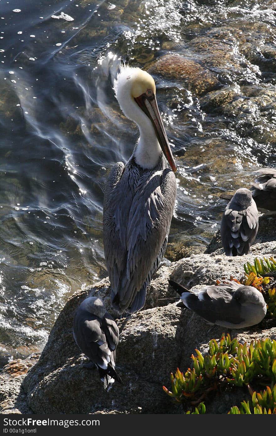 Brown Pelican on Fisherman\'s Wharf in Monterey, California