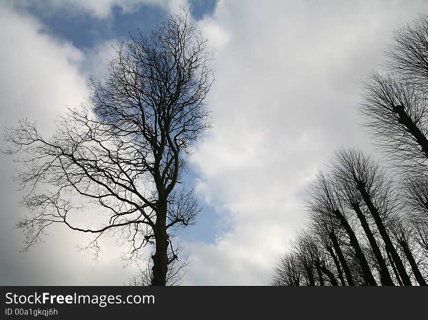 Forest , closeup on  trees branches fronting a blue sky with nice cloud formation. Forest , closeup on  trees branches fronting a blue sky with nice cloud formation