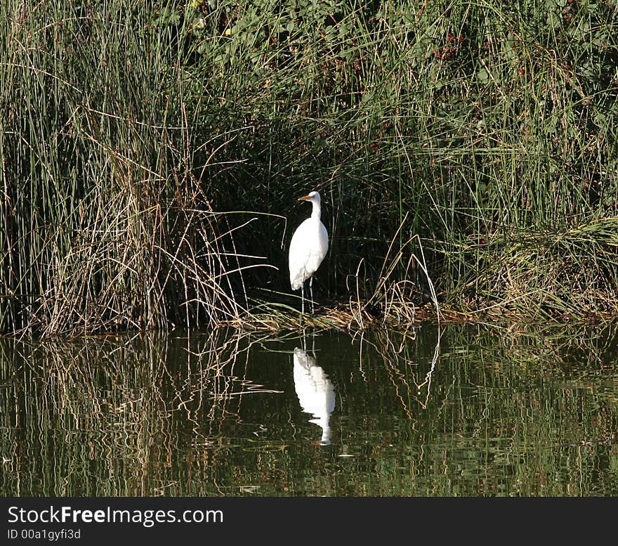 White Egret