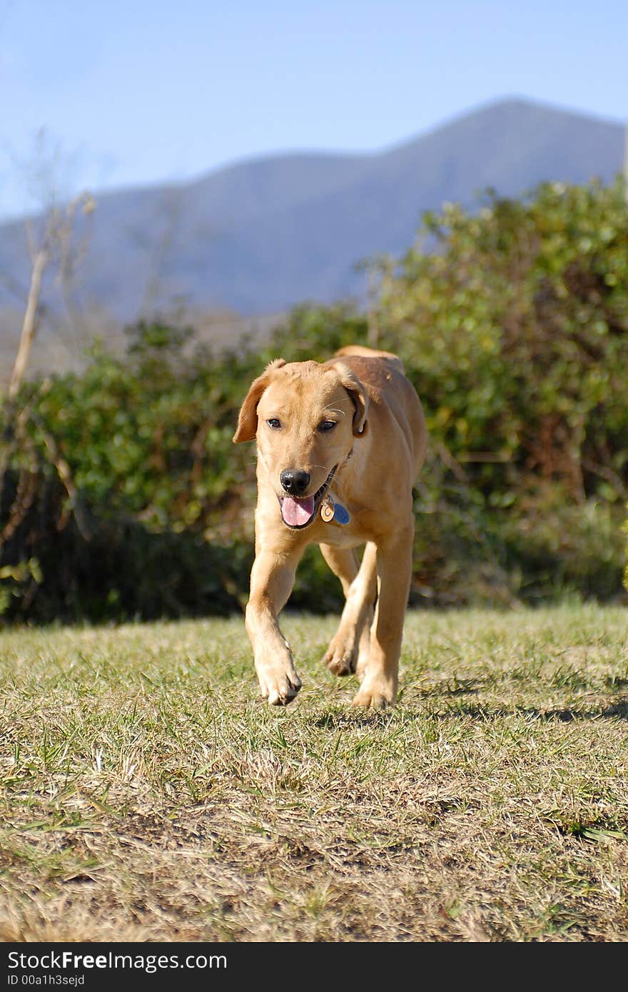 Dog In Stride