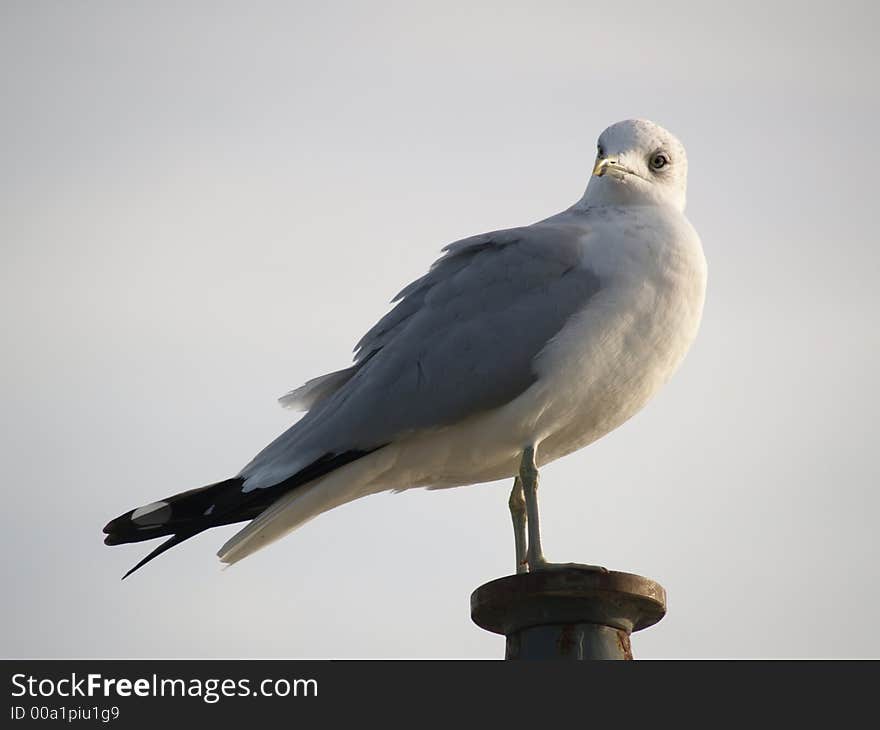 Sea bird sitting on a post. Sea bird sitting on a post