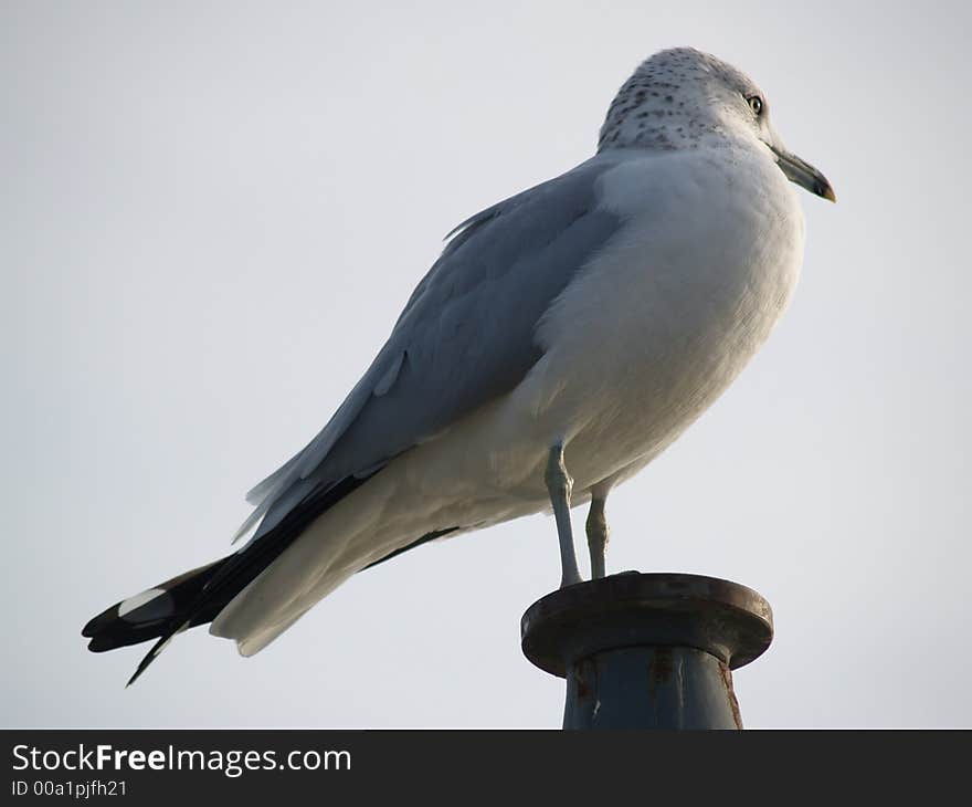 Sea bird sitting on a post. Sea bird sitting on a post