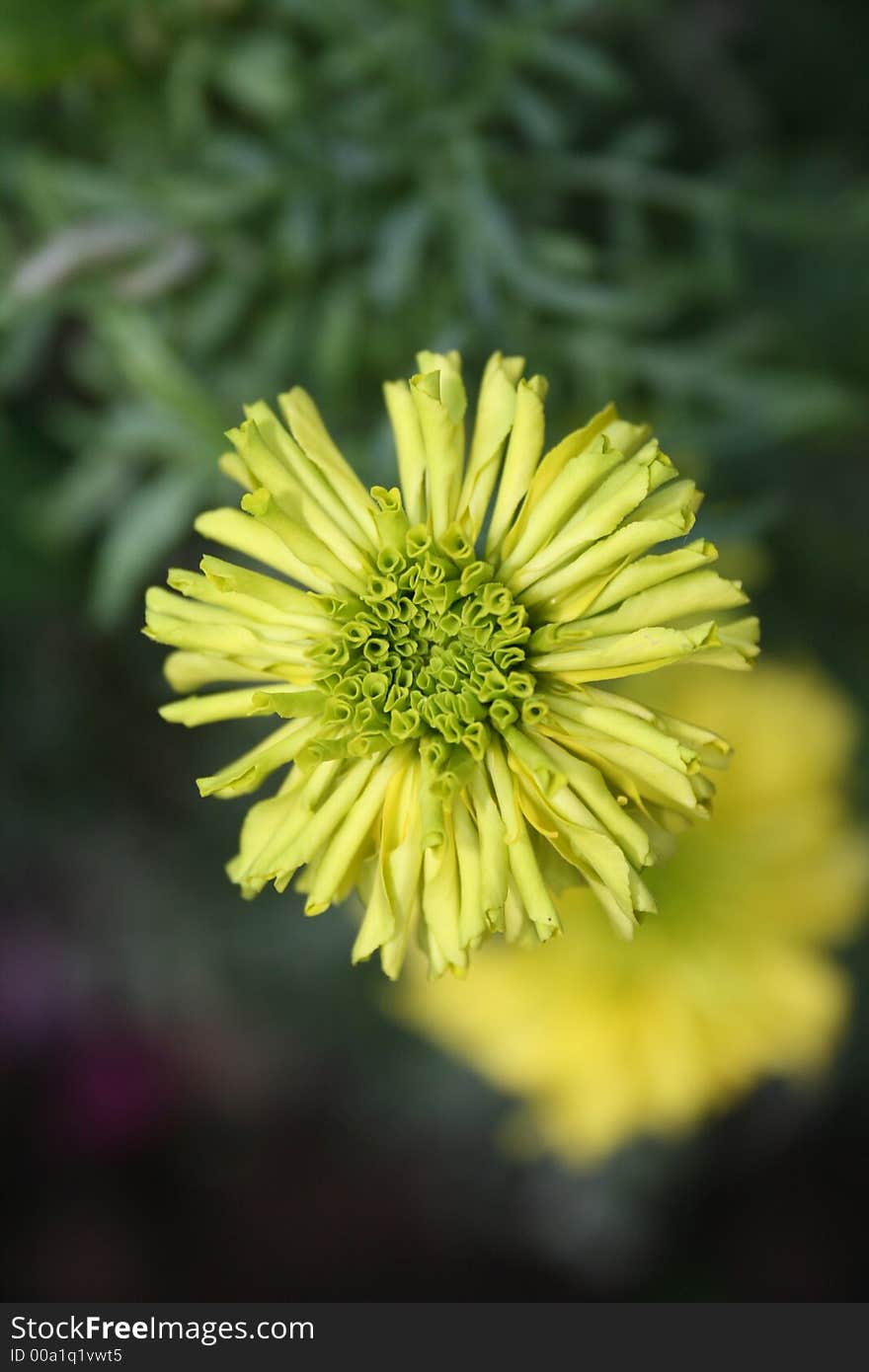 Flower in house garden & nature best creations