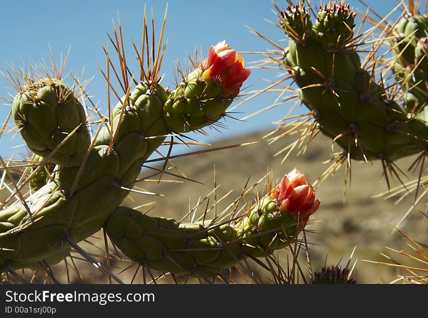 Cactus red flowers in Andes. Cactus red flowers in Andes