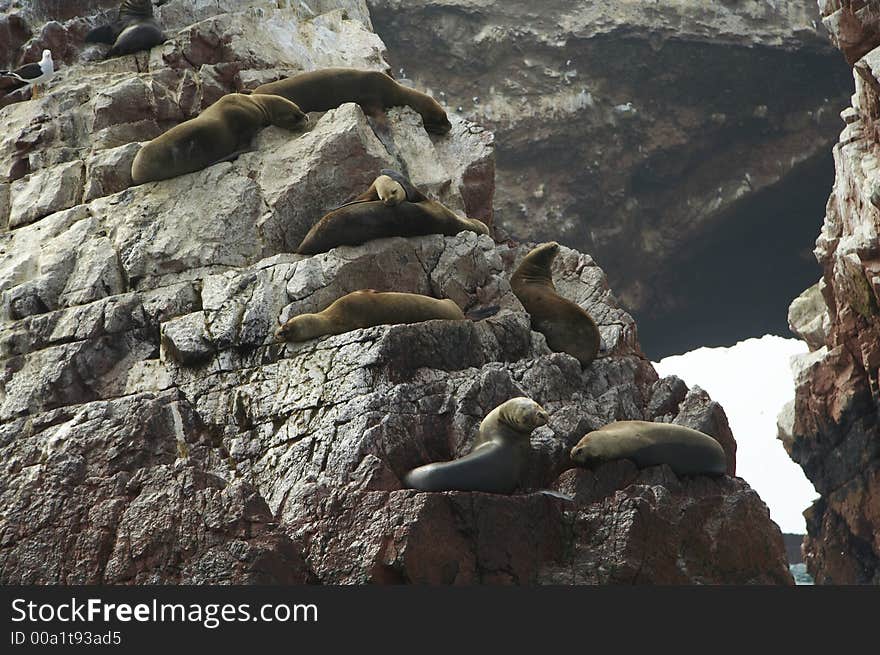 Sea lions overlies on stone