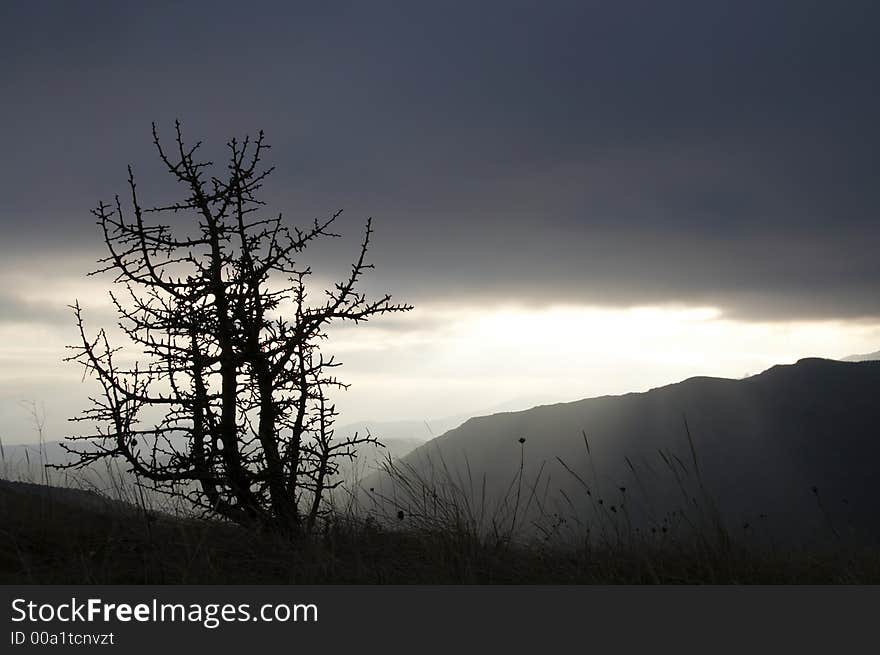 Tree in mountain