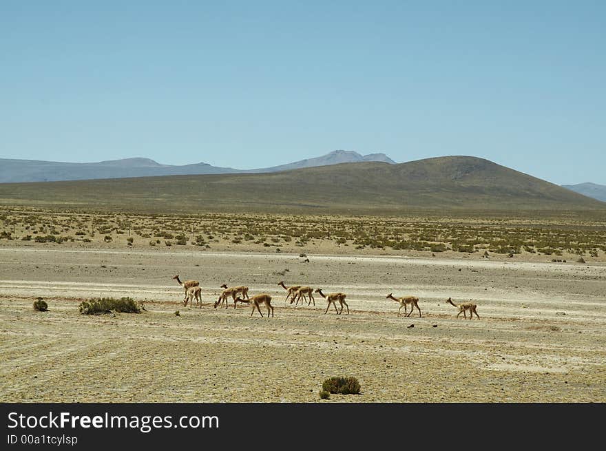 Alpacas pasture on the Andes in Peru. Alpacas pasture on the Andes in Peru