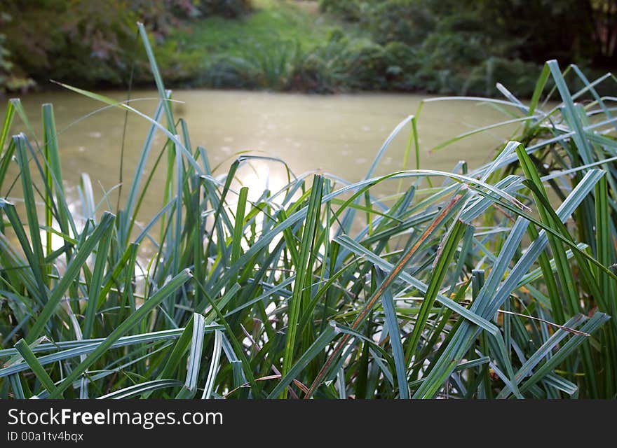 Green cane, summer still life