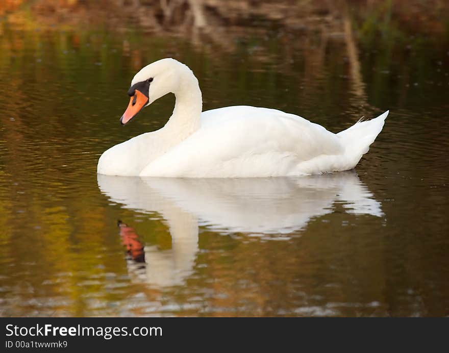 Alone swan on lake in the sunny early evening