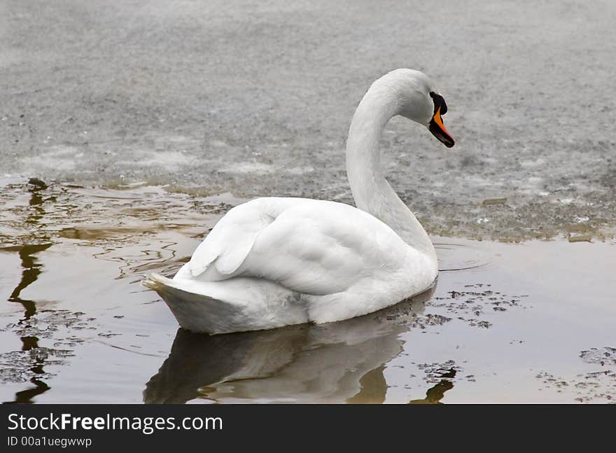 Winter swan-1