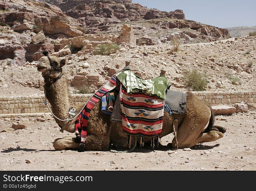 Camel, Petra, Jordan