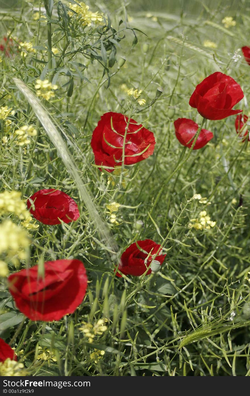 Red poppies