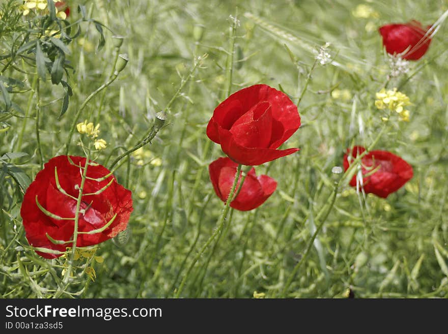 Red Poppies