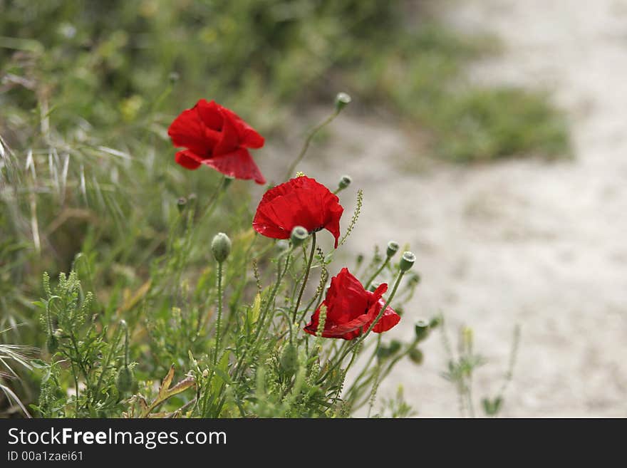 Red Poppies