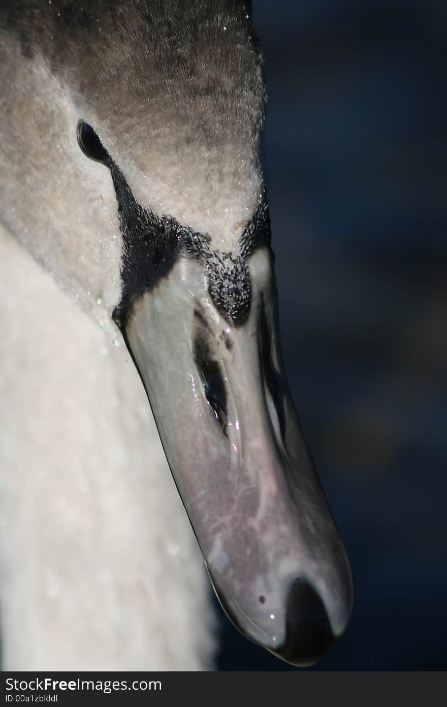 Close up of a Cygnet on Lake windermere